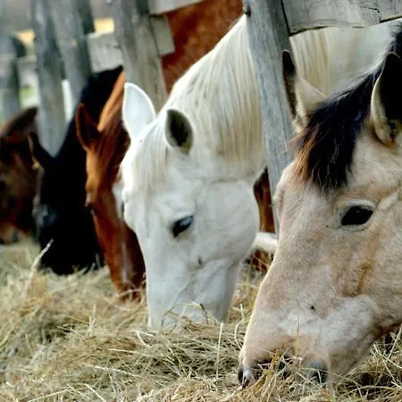 Cseri Kastelyszallo 3*