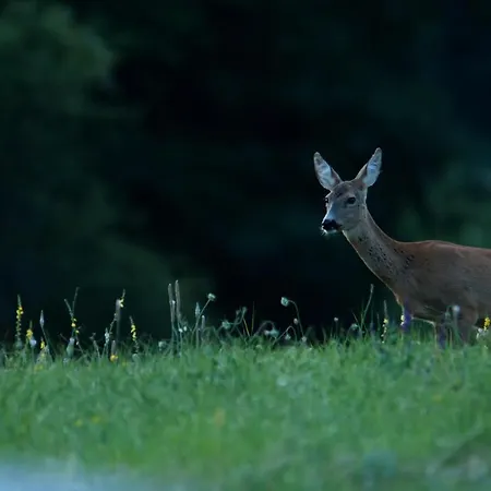 Cseri Kastelyszallo 3* Tótvázsony