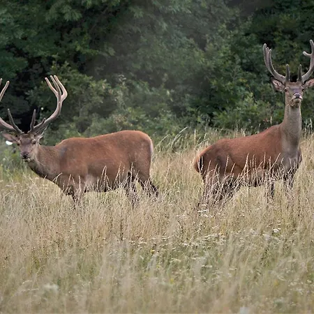 Hotel Cseri Kastelyszallo Totvazsony