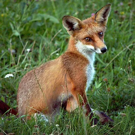 Cseri Kastelyszallo Totvazsony