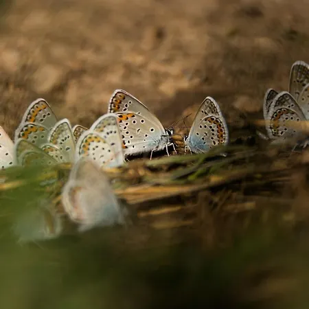 Cseri Kastelyszallo Totvazsony