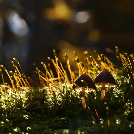 호텔 Cseri Kastelyszallo 3*