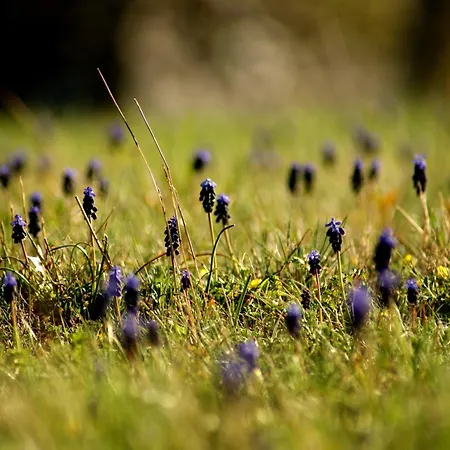 Hotel Cseri Vendeghaz 3*