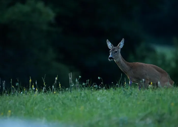 Cseri Vendeghaz 3* Totvazsony