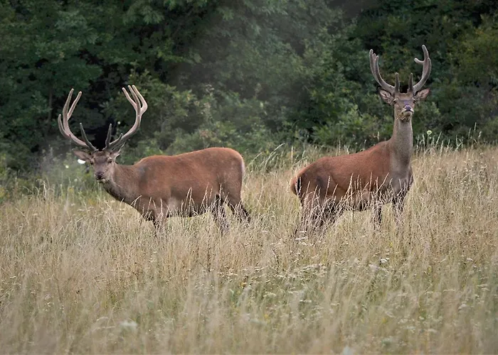 Hotel Cseri Vendeghaz Tótvázsony