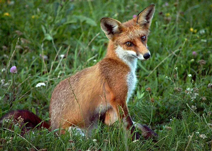 Cseri Vendeghaz Totvazsony