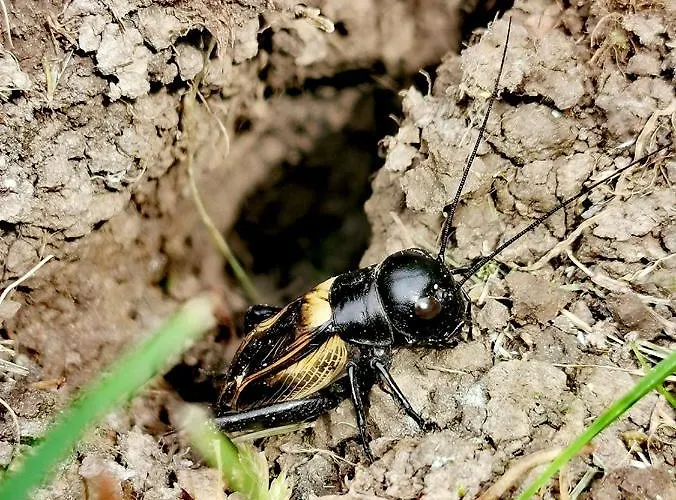 Hotel Cseri Vendeghaz