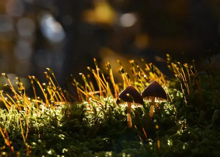 Hotel Cseri Vendeghaz 3*