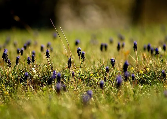 Hotel Cseri Vendeghaz 3*